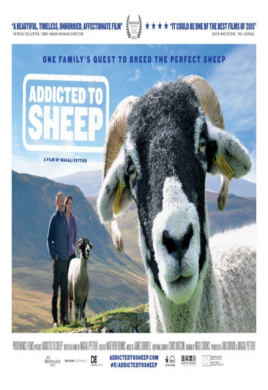 Poster of Addicted to sheep - Internacional