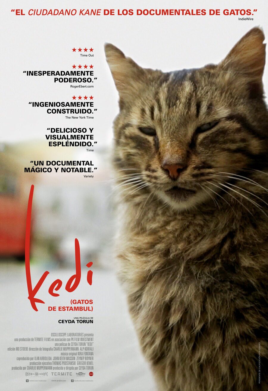 Poster of Kedi - Póster España