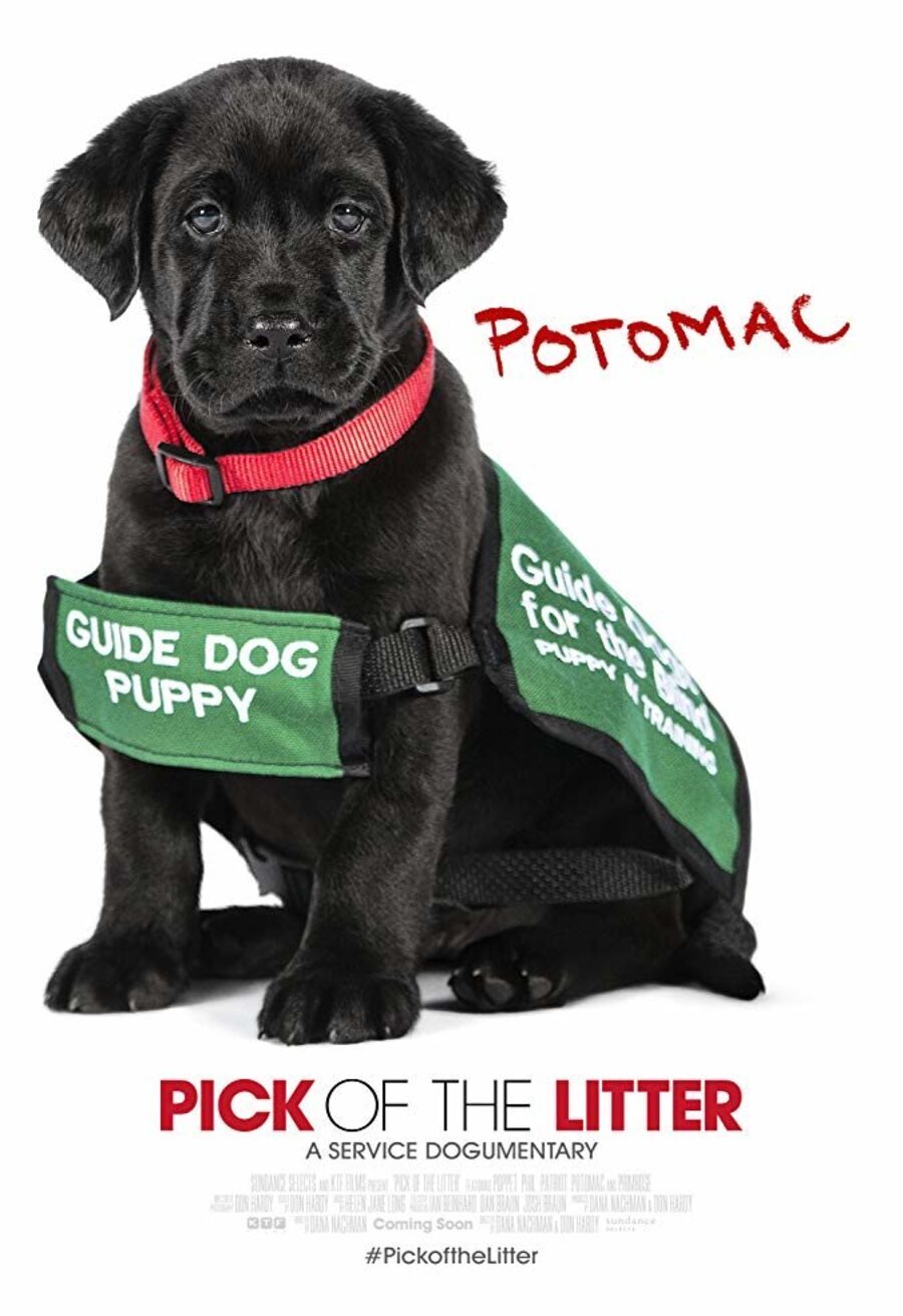 Poster of Pick of the Litter - Pick of the Litter