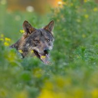 Barbacana, la huella del lobo