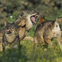 Barbacana, la huella del lobo