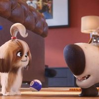 Foto de 'The Secret Life of Pets 2'