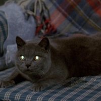 Pet Sematary