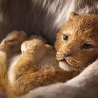 Foto de 'The Lion King'