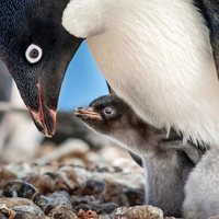 Foto de 'Penguins'