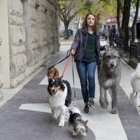 Foto de 'A Dog's Journey'