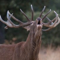 Foto de 'Dehesa, el bosque del lince ibérico'