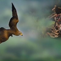 Foto de 'Dehesa, el bosque del lince ibérico'