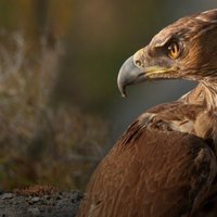 Foto de 'Dehesa, el bosque del lince ibérico'