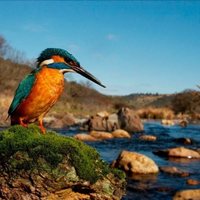 Dehesa, el bosque del lince ibérico