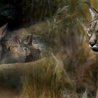 Dehesa, el bosque del lince ibérico