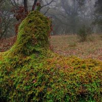 Dehesa, el bosque del lince ibérico