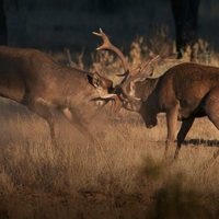 Dehesa, el bosque del lince ibérico