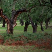 Dehesa, el bosque del lince ibérico