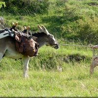 Foto de 'My Donkey, My Lover & I'