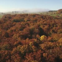 Foto de 'The Hidden Life of Trees'