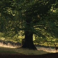 The Hidden Life of Trees