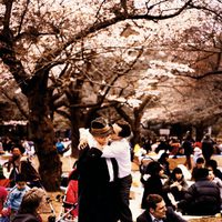 Foto de 'Cherry Blossoms - Hanami'