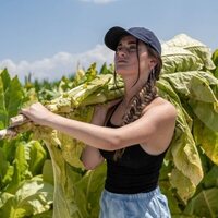 Tobacco Farms