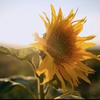 Exhibition on Screen: Sunflowers