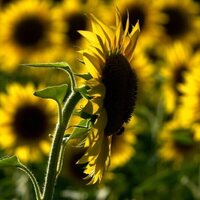 Exhibition on Screen: Sunflowers