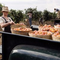 Foto de 'The secret life of bees'