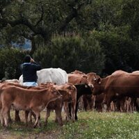 Ganado o desierto