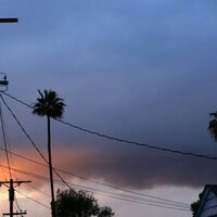 Palm Trees and Power Lines