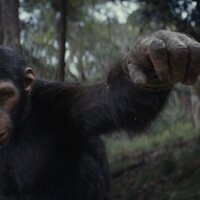 Foto de 'Kingdom of the Planet of the Apes'