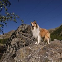 Lassie: A New Adventure