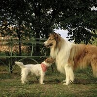 Lassie: A New Adventure