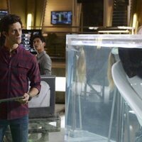 Stitchers