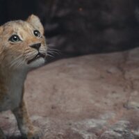 Foto de 'Mufasa: The Lion King'