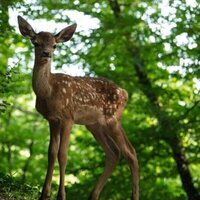 Foto de 'Bambi: A Tale of Life in the Woods'