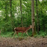 Bambi: A Tale of Life in the Woods