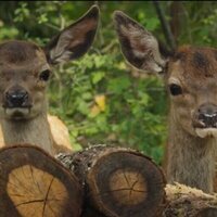 Bambi: A Tale of Life in the Woods