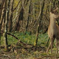 Bambi: A Tale of Life in the Woods