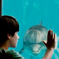 Dolphin Tale