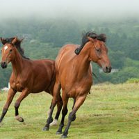 Foto de 'War Horse'