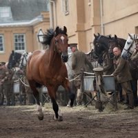 Foto de 'War Horse'