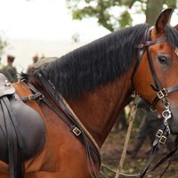 Foto de 'War Horse'