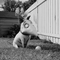 Foto de 'Frankenweenie'