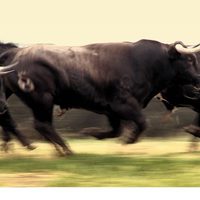 Foto de 'Bull Running in Pamplona'