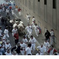 Bull Running in Pamplona