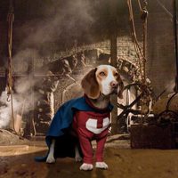 Foto de 'Underdog'