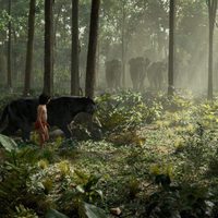 Foto de 'The Jungle Book'