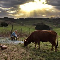 One Man and His Cow