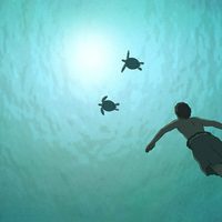 Foto de 'The Red Turtle'