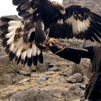 The Eagle Huntress