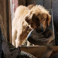 Foto de 'A Dog's Purpose'